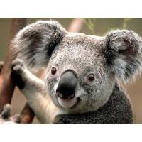 Koala4